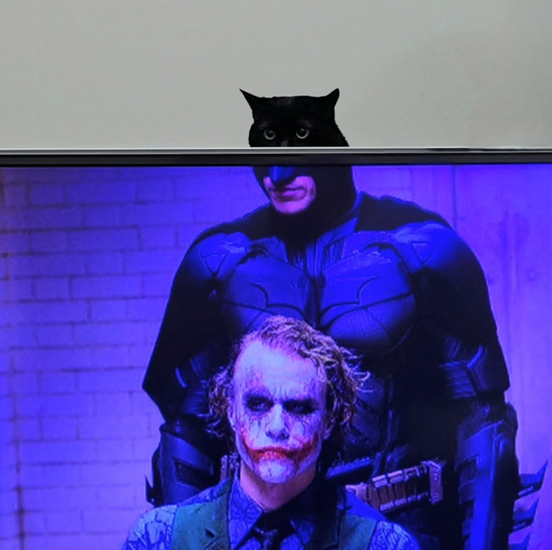 Cheezburger Image 10627143680