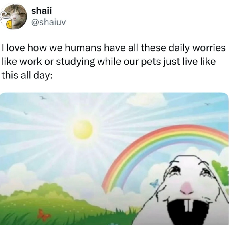 shaji @shaiuv I love how we humans have all these daily worries like work or studying while our pets just live like this all day: