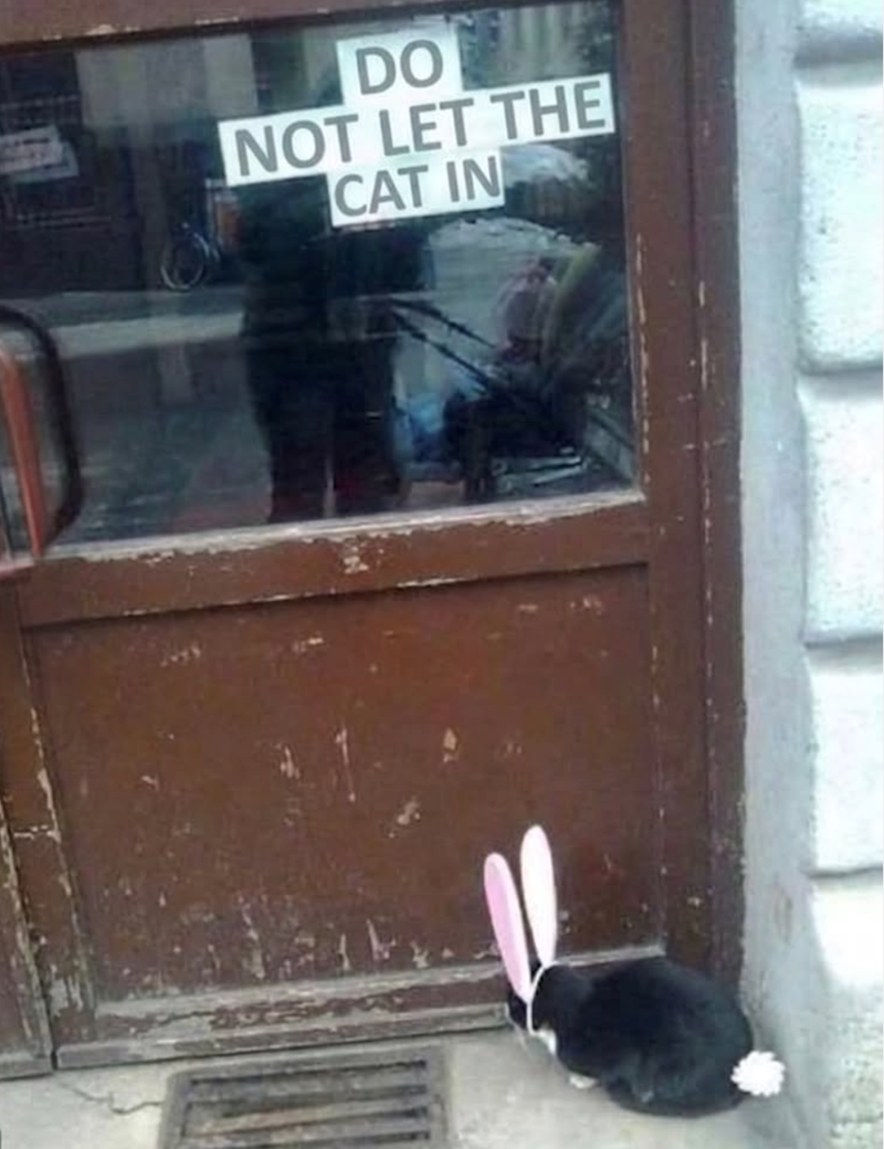 DO NOT LET THE CAT IN
