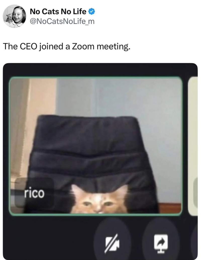 No Cats No Life @NoCatsNoLife_m The CEO joined a Zoom meeting. rico