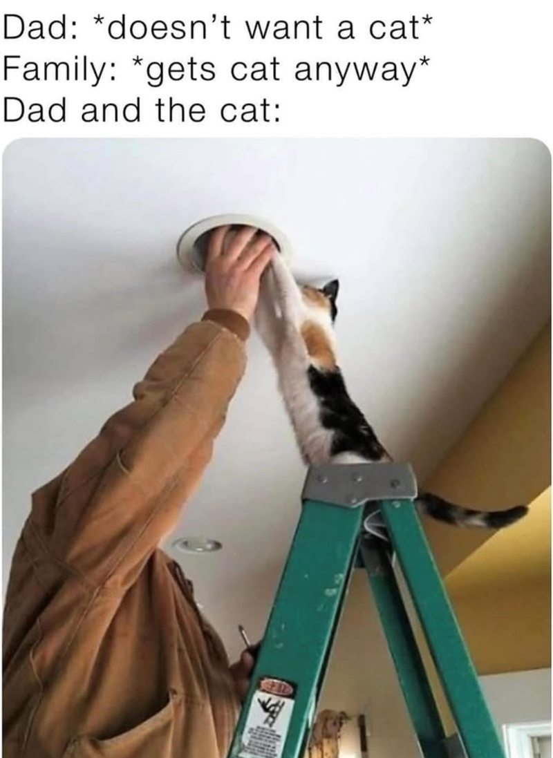 Dad: *doesn't want a cat* Family: *gets cat anyway* Dad and the cat: WEDD