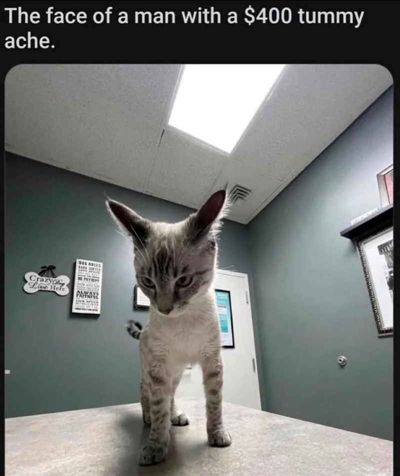 The face of a man with a $400 tummy ache. OG BOLES BARK SOFTLY AN AND Crazy Live Here BE PATIENT SHOW PATATE LICK OFTEN