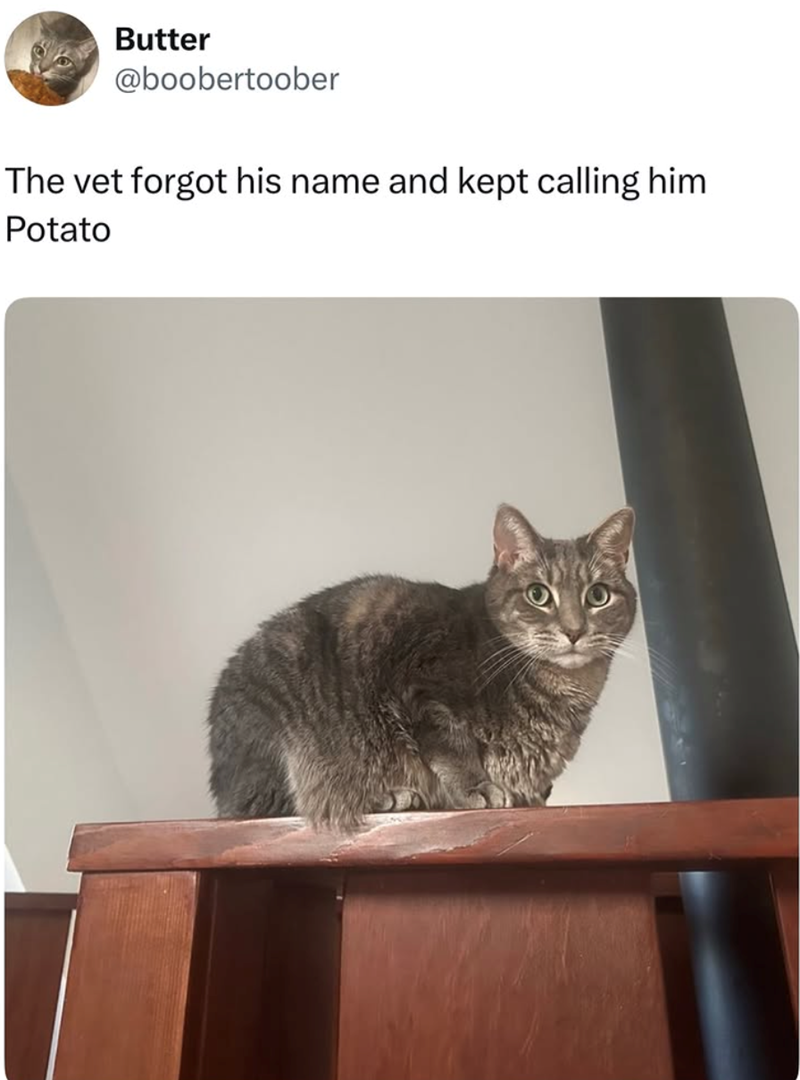 Butter @boobertoober The vet forgot his name and kept calling him Potato