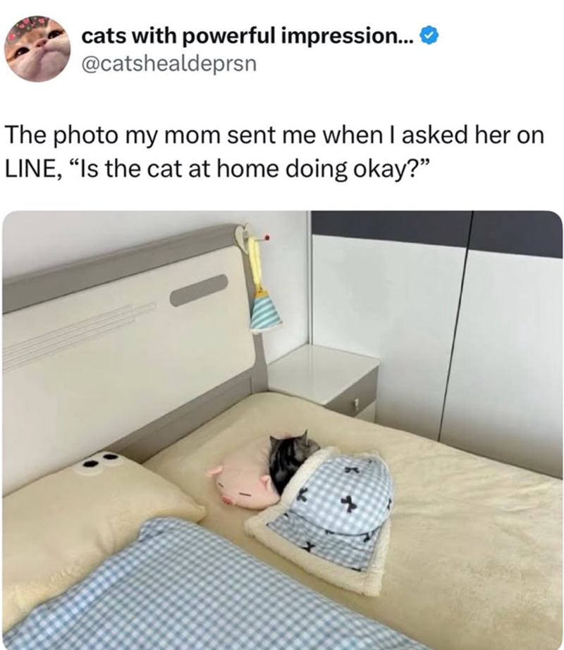cats with powerful impression... @catshealdeprsn The photo my mom sent me when I asked her on LINE, "Is the cat at home doing okay?"
