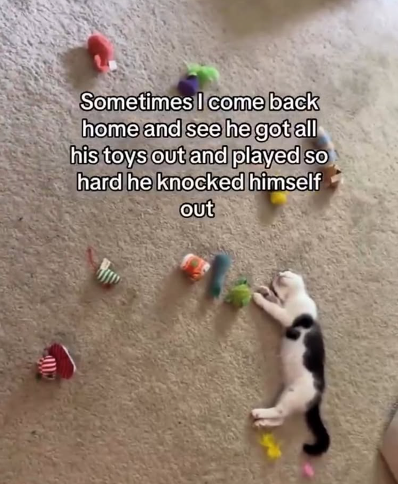 Sometimes I come back home and see he got all his toys out and played so hard he knocked himself out