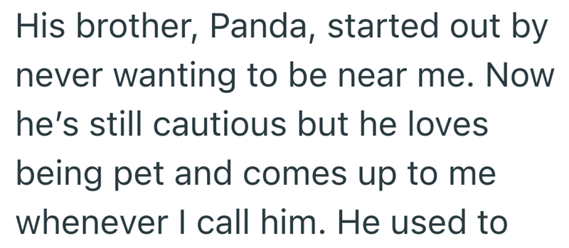 His brother, Panda, started out by never wanting to be near me. Now he's still cautious but he loves being pet and comes up to me whenever I call him. He used to