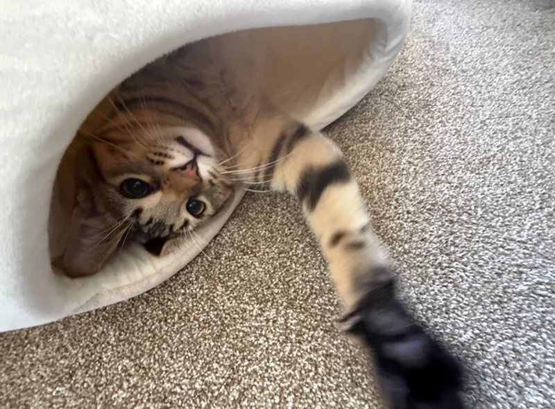 Cheezburger Image 10627175936