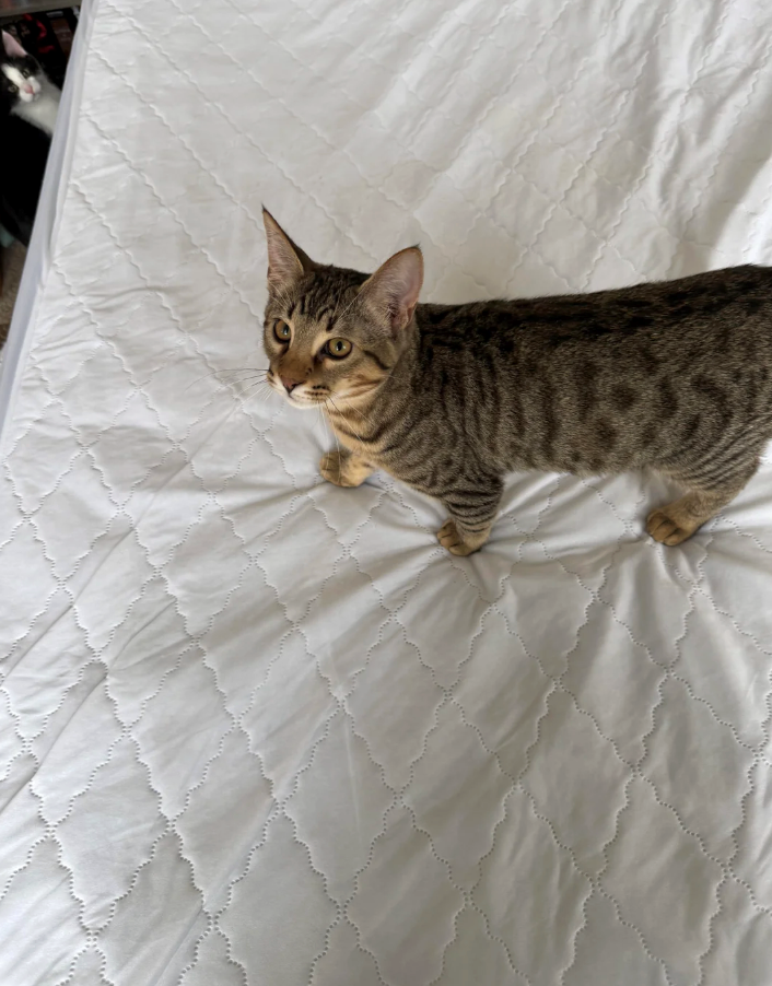 Cheezburger Image 10627176192