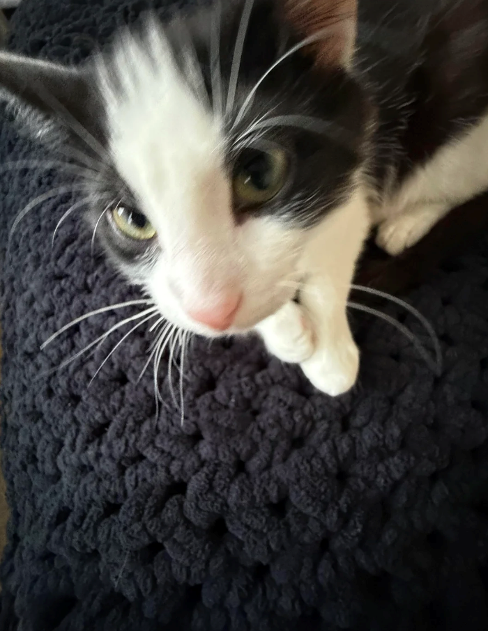 Cheezburger Image 10627176448