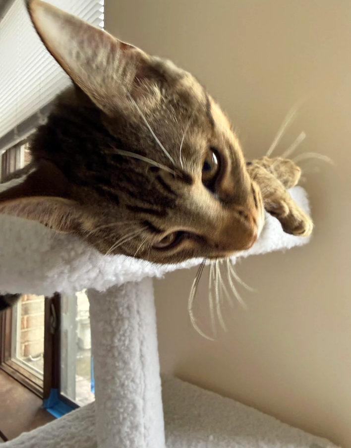 Cheezburger Image 10627176704