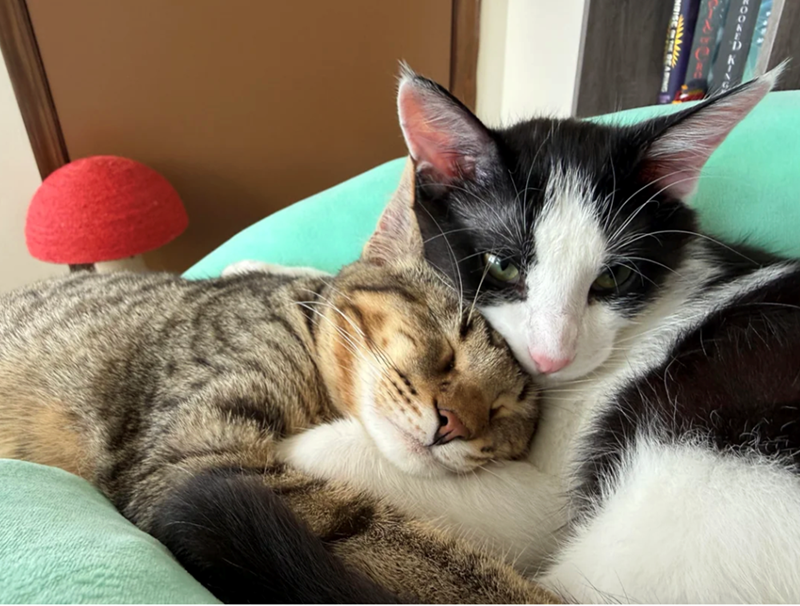 Cheezburger Image 10627176960