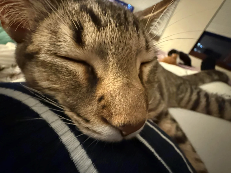 Cheezburger Image 10627177216