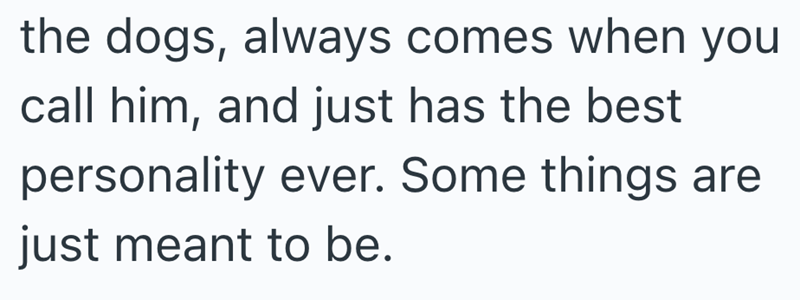the dogs, always comes when you call him, and just has the best personality ever. Some things are just meant to be.