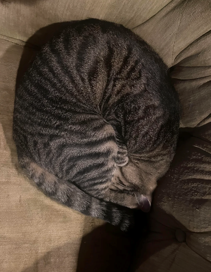 Cheezburger Image 10627183360