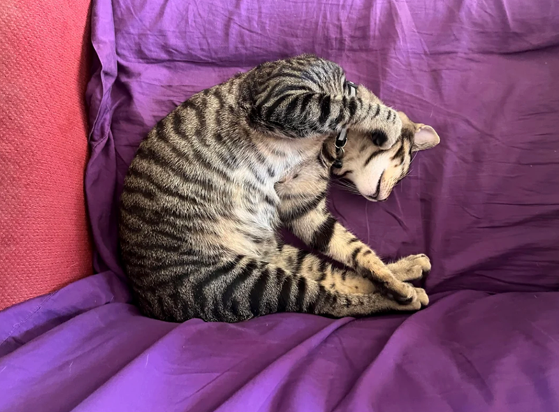 Cheezburger Image 10627183872