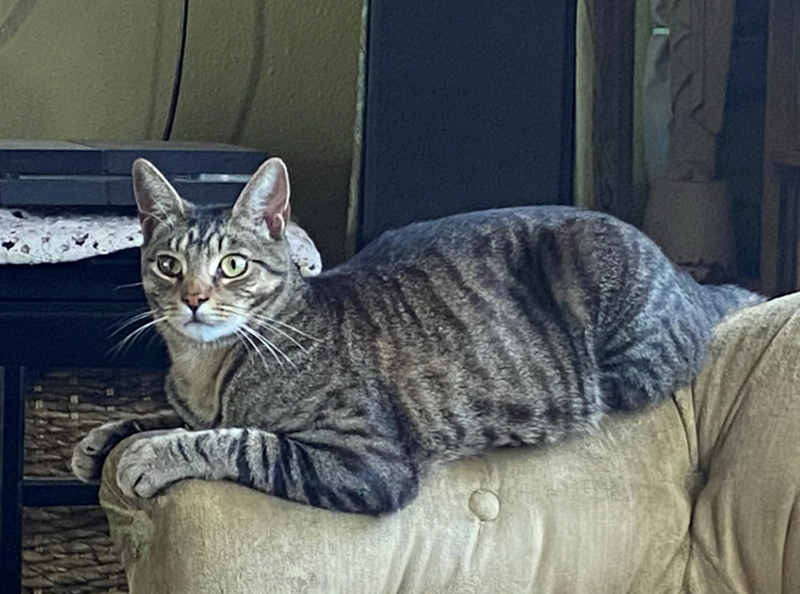 Cheezburger Image 10627184128