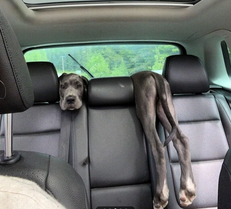 Cheezburger Image 10627187456