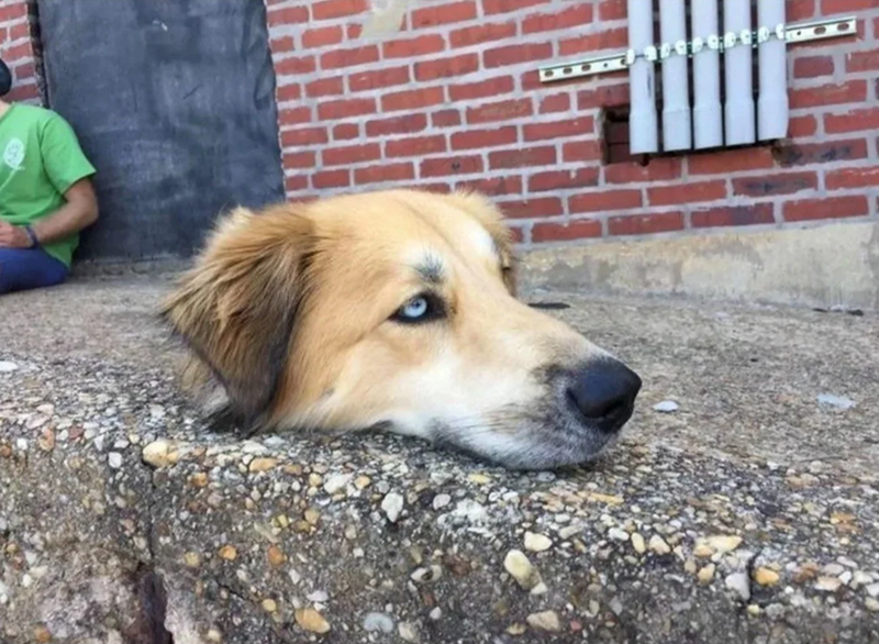 Cheezburger Image 10627187712