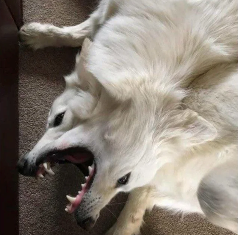 Cheezburger Image 10627187968