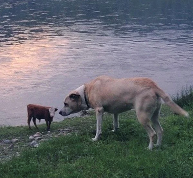 Cheezburger Image 10627188480