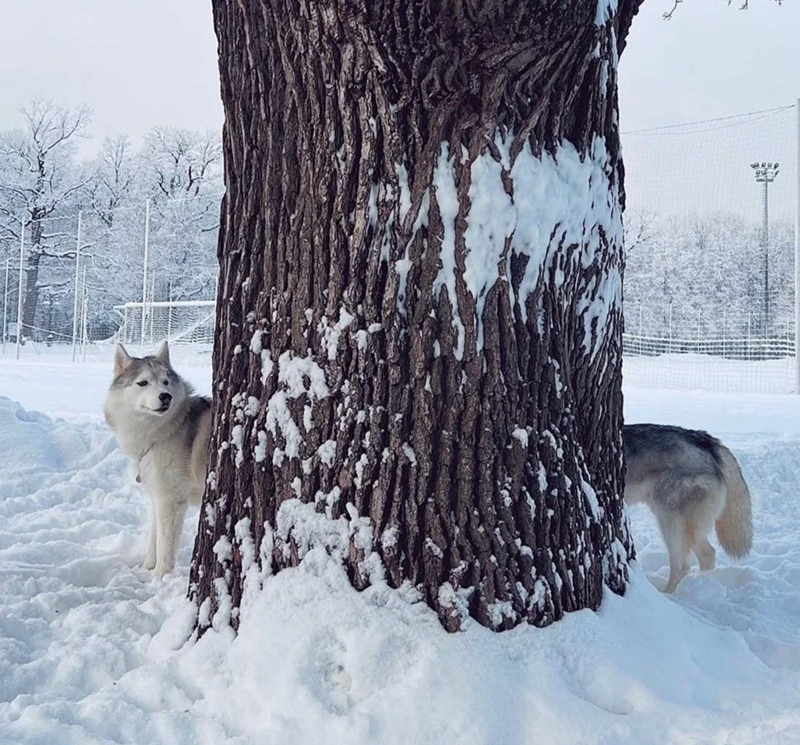 Cheezburger Image 10627188992