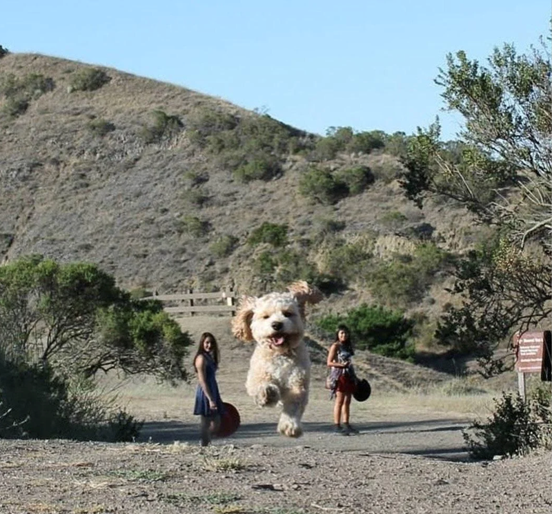 Cheezburger Image 10627189504