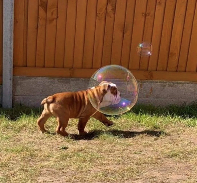 Cheezburger Image 10627189760