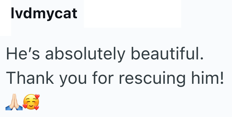 Ivdmycat He's absolutely beautiful. Thank you for rescuing him!
