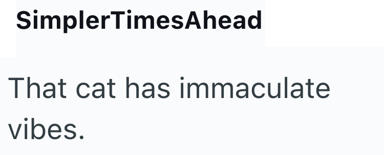 SimplerTimesAhead That cat has immaculate vibes.