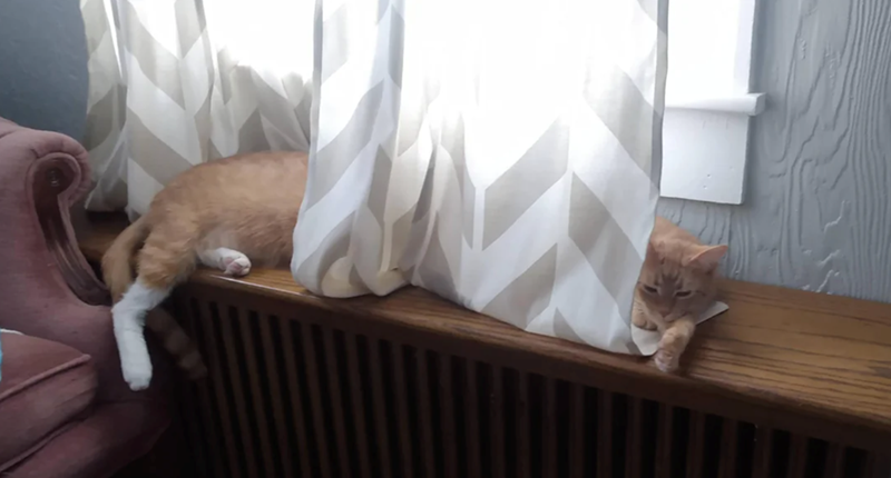 Cheezburger Image 10627195136