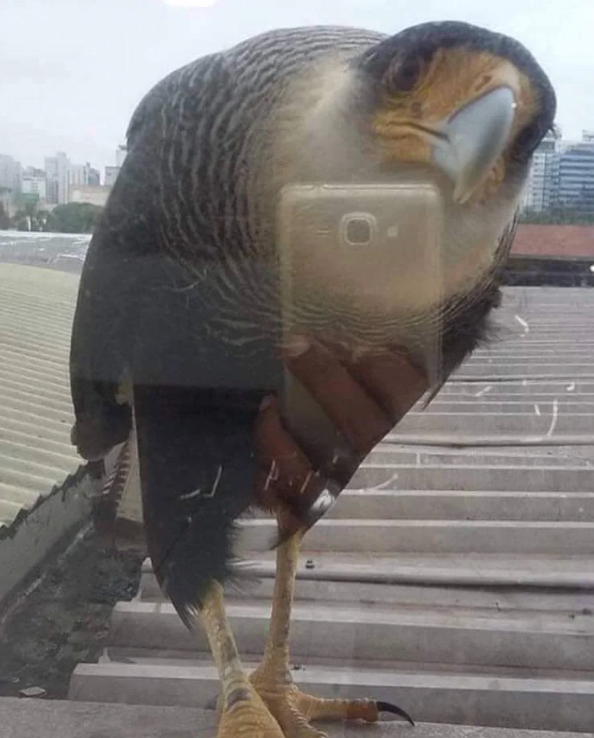 Cheezburger Image 10627195904