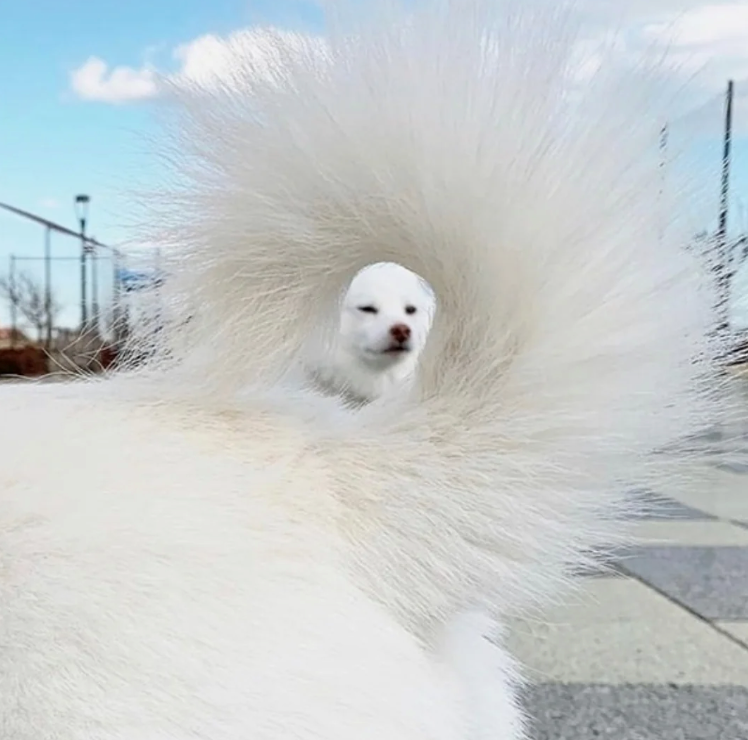 Cheezburger Image 10627196160