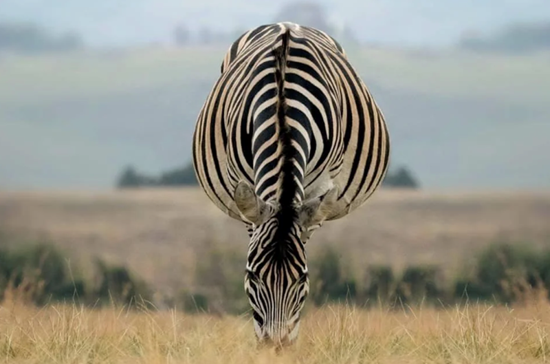 Cheezburger Image 10627196416