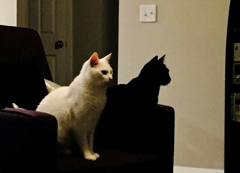 Cheezburger Image 10627196672