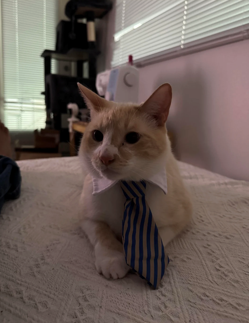 Cheezburger Image 10627198976