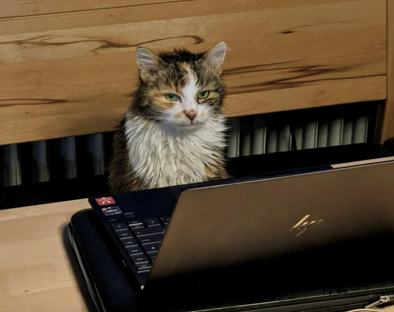 Cheezburger Image 10627199232