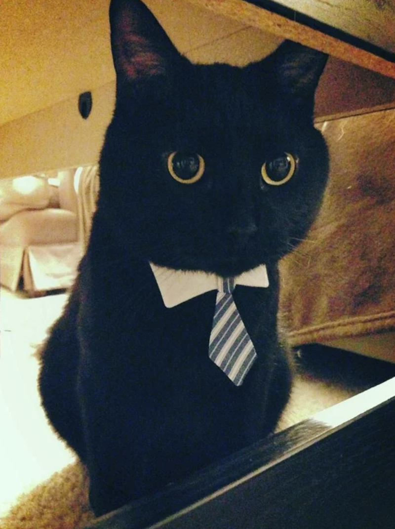 Cheezburger Image 10627199488