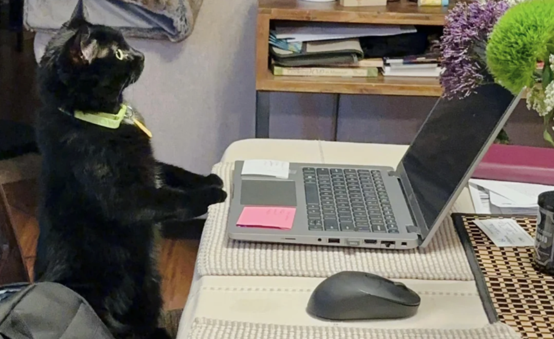 Cheezburger Image 10627201280