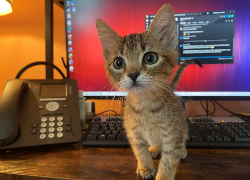 Cheezburger Image 10627202304