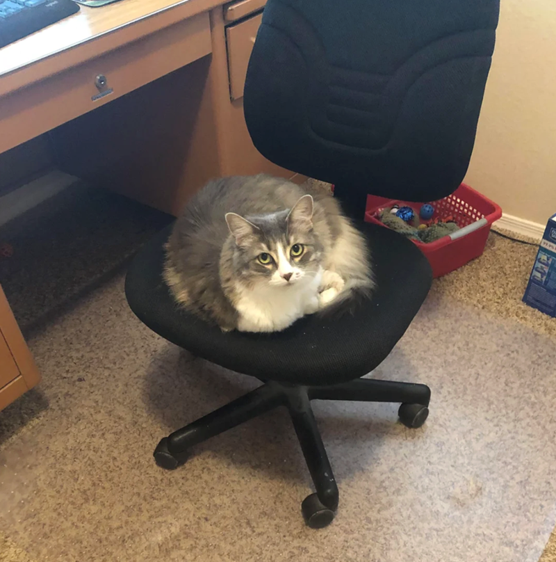 Cheezburger Image 10627202560