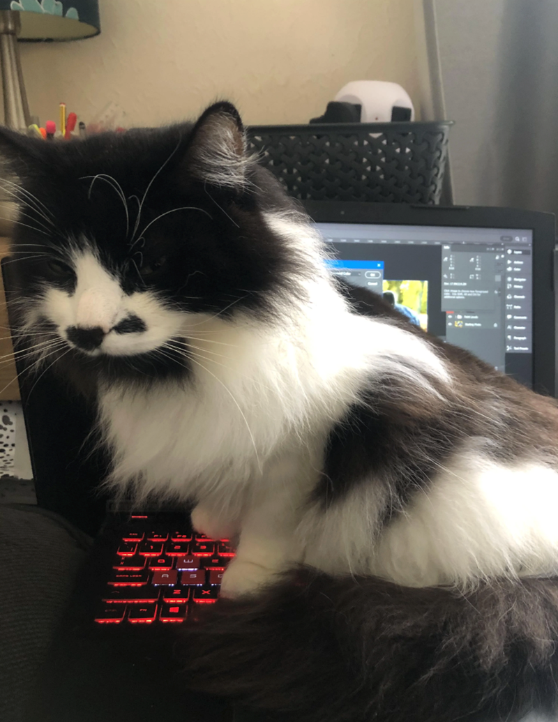 Cheezburger Image 10627203584