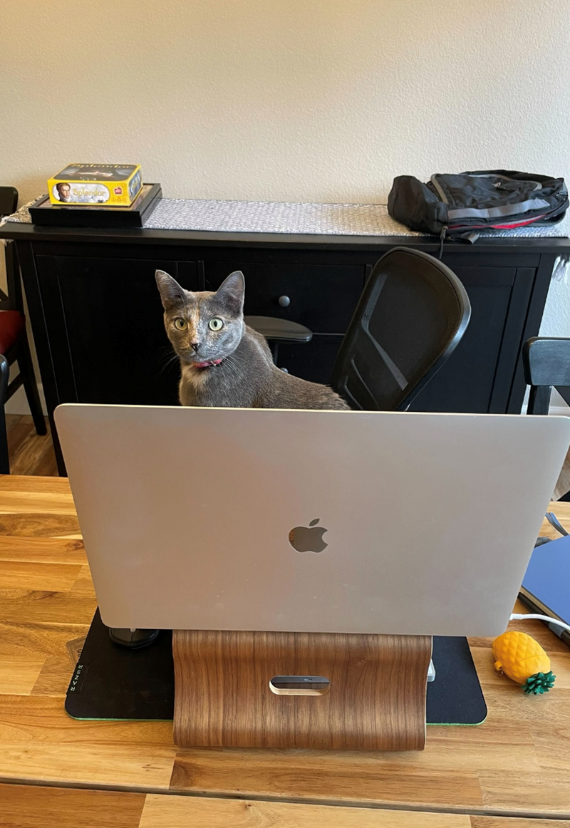 Cheezburger Image 10627204352