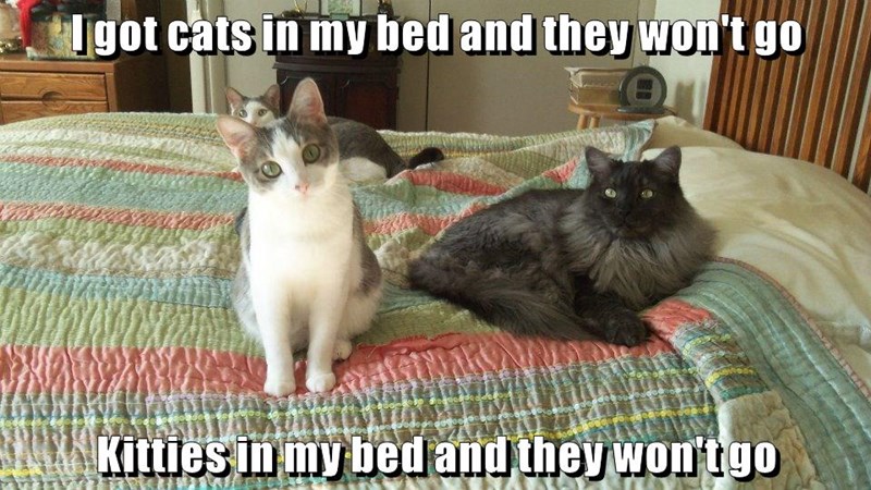 Cheezburger Image 10627207424