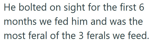 He bolted on sight for the first 6 months we fed him and was the most feral of the 3 ferals we feed.