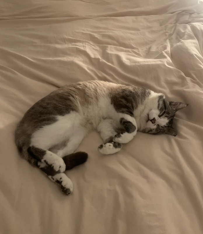 Cheezburger Image 10627210496