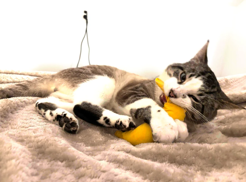 Cheezburger Image 10627212032