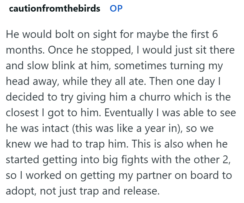 cautionfromthebirds OP He would bolt on sight for maybe the first 6 months. Once he stopped, I would just sit there and slow blink at him, sometimes turning my head away, while they all ate. Then one day I decided to try giving him a churro which is the closest I got to him. Eventually I was able to see he was intact (this was like a year in), so we knew we had to trap him. This is also when he started getting into big fights with the other 2, so I worked on getting my partner on board to adopt,