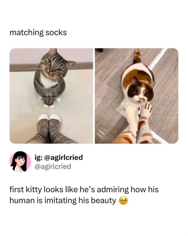 matching socks ig: @agirlcried @agirlcried first kitty looks like he's admiring how his human is imitating his beauty