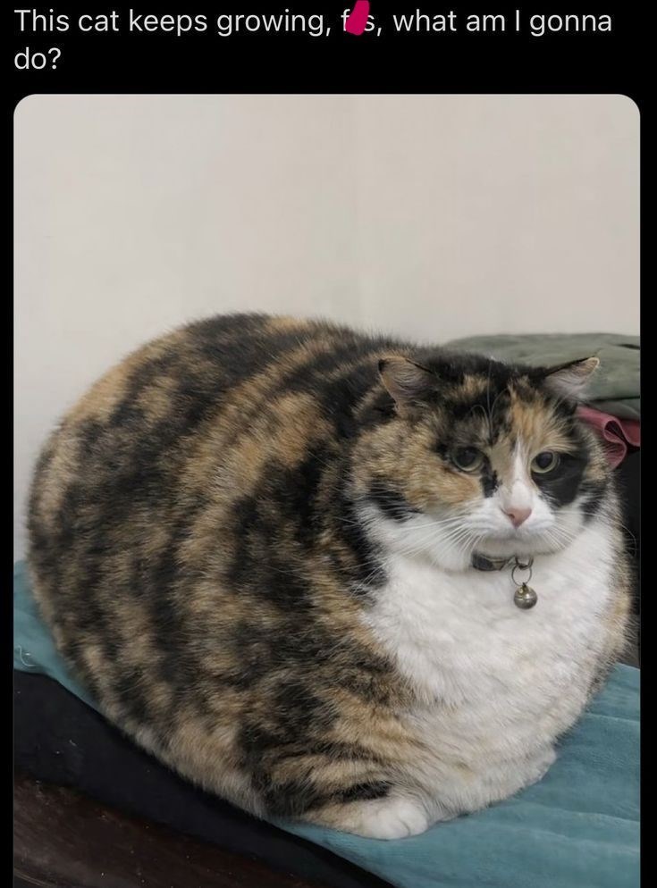 This cat keeps growing, fs, what am I gonna do?