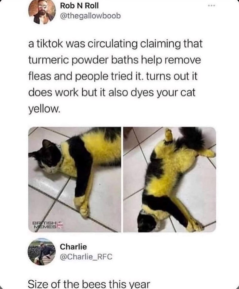 Rob N Roll @thegallowboob a tiktok was circulating claiming that turmeric powder baths help remove fleas and people tried it. turns out it does work but it also dyes your cat yellow. BRITISH MEMESS Charlie @Charlie_RFC Size of the bees this year